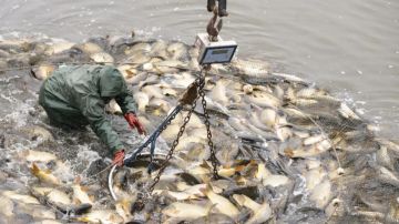 الثروة السمكية بخطر؟ الثروة السمكية بخطر؟