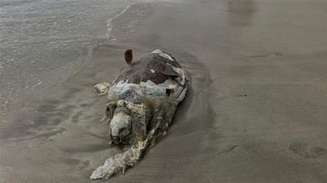 بالصور: سلحفاة بحرية نافقة على الشاطئ الجنوبي لمدينة صور بالصور: سلحفاة بحرية نافقة على الشاطئ الجنوبي لمدينة صور