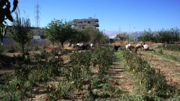 إسرائيل تصحر الجهة اللبنانية من الحدود!