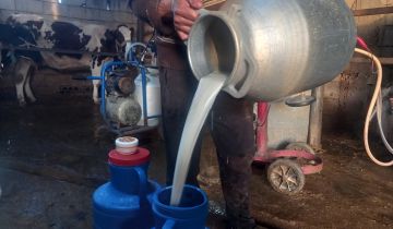 أبقار الحليب بين الاندثار والاستمرار في عكار