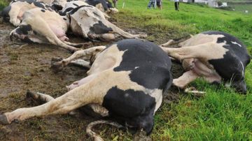 كشف ميداني سريع على الأبقار المريضة في البقاع كشف ميداني سريع على الأبقار المريضة في البقاع