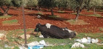 بالصور مرض مجهول يصيب الأبقار في مزارع لبنانية