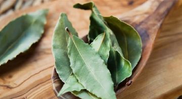ورق الغار.. هل تناوله آمن أم مضر؟ ورق الغار.. هل تناوله آمن أم مضر؟