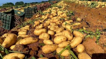 الزراعة تبحث في حماية الإنتاج المحلي واستيراد البطاطا