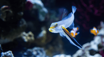 سمكة صغيرة تعيد تعريف وعي الذات ماذا تعلمنا عن الإحساس بالجسد؟ سمكة صغيرة تعيد تعريف وعي الذات ماذا تعلمنا عن الإحساس بالجسد؟