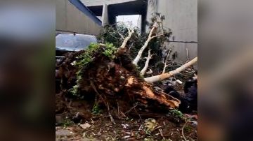 بالفيديو: سقوط شجرة ضخمة بالفيديو: سقوط شجرة ضخمة