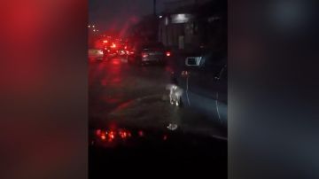 بالفيديو: السيول تغرق الطرقات بالفيديو: السيول تغرق الطرقات