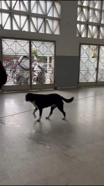 كلب في السرايا.. هل يبحث عن معاملة؟