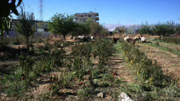 العدو الإسرائيلي يواصل انتهاك السيادة اللبنانية: استهداف المناطق الحدوية بالقذائف وخرق للأجواء.. واعتداء رش المواد الكيميائية السامة يتفاعل