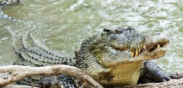 مشهد سينمائي في الغابة.. نهاية المأساوية لرجل حاصرته الأفيال والتماسيح