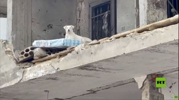 جنوب لبنان.. مشاهد خاصة بقناة RT من بلدة عيتا الشعب المدمرة جنوب لبنان.. مشاهد خاصة بقناة RT من بلدة عيتا الشعب المدمرة