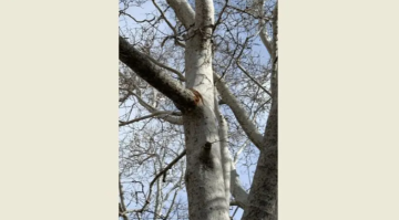 بلدية زغرتا اهدن تابعت اضرار العاصفة الثلجية على الاشجار في ساحة الميدان