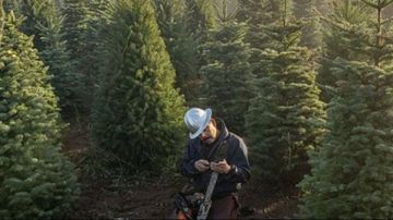 قرار مفاجئ.. بلدية تلزم المواطنين بزراعة شجرة أمام كل منزل جديد