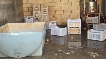 بالصور: ثوم فاسد صنع في خيم النازحين السوريين!