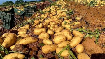 بحث لبناني مصري في تنظيم استيراد البطاطا بحث لبناني مصري في تنظيم استيراد البطاطا