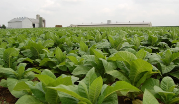 إغتيال الطبيعة في جنوب لبنان: الغليفوسات وخراب ما بعد الحرب!