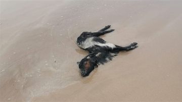 بالصور: جيفة في بحر صور! بالصور: جيفة في بحر صور!