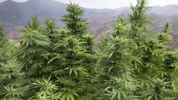 الاستفادة من القنب الهندي لأغراض طبية تصطدم بالمراسيم التطبيقية الاستفادة من القنب الهندي لأغراض طبية تصطدم بالمراسيم التطبيقية