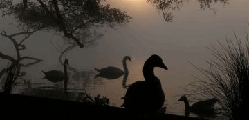 نفوق عشرات البجع في لندن.. ومخاوف من إنفلونزا الطيور