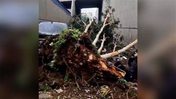 بالفيديو: سقوط شجرة ضخمة على شاب!