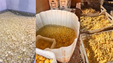 تشميع معمل يملكه سوري... ضبط أطنان من الثوم والبطاطا الفاسدة!