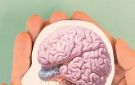 طريقة جديدة لتجديد خلايا الدماغ - lb