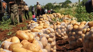 مبادرة جديدة من الزراعة بشأن أسعار البطاطا مبادرة جديدة من الزراعة بشأن أسعار البطاطا