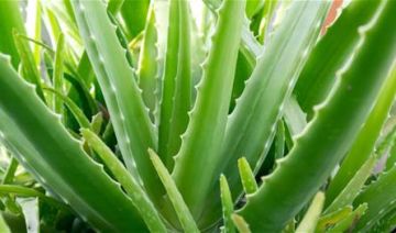 أوراق الأوليفرا.. ما علاقتها بـ علاج الخرف ؟