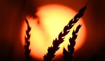 ارتفاع أسعار القمح عالميا بسبب تدهور المحاصيل في الولايات المتحدة