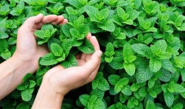أيهما أفضل لصحة الجهاز الهضمي.. النعناع أم الزنجبيل؟