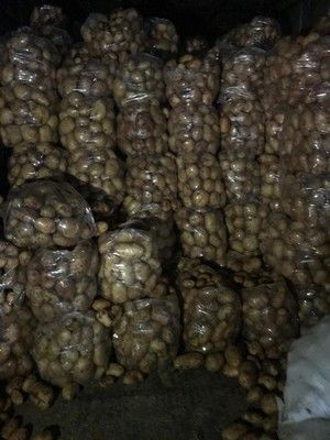 نقابة مزارعي البطاطا في البقاع كانت ولا تزال مع تنظيم الاستيراد بكميات محدودة ومدروسة