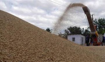 شركة سي إتش إس تفوز بمناقصة الشعير الأردنية