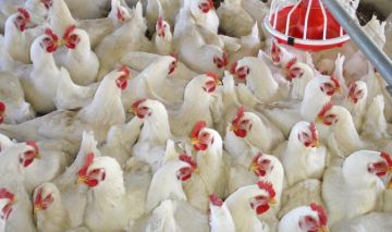 نقابة الدواجن: الدجاج متوافر بكميات كافية والأسعار مستقرة والمنتجون ما زالوا يستوردون الأعلاف