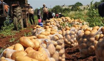 إشكالية بسبب البطاطا