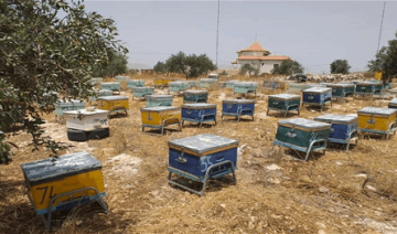 نقل المناحل من المناطق الخطرة