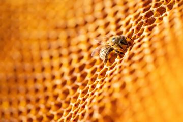 نحل لبنان يهجر الجنوب إلى مناطق آمنة نحل لبنان يهجر الجنوب إلى مناطق آمنة