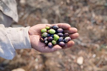 تضرر 22 في المئة من المساحات المزروعة في لبنان!