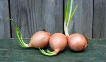 البصل عنصر أساسي في المطبخ وصديق لصحة الجسم