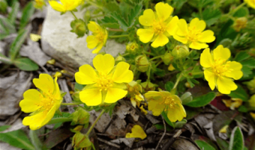 زهرة برية تقاوم أخطر البكتيريا المقاومة للمضادات