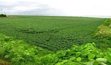 مسؤول سوداني: تدمير ممنهج يضرب أكبر مشروع زراعي في البلاد