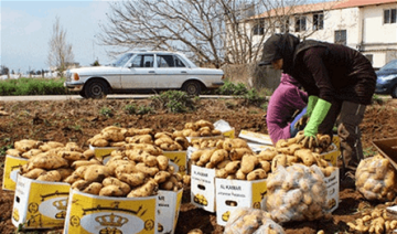وزارة الزراعة تعلن لائحة المتاجر الملتزمة ببيع البطاطا بالسعر المخفض
