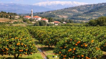 40 مليون دولار خسائر أولية في القطاع الزراعي