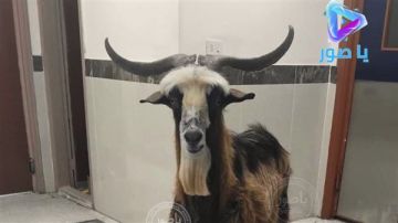 في مشهد لا يشبه إلا وجع هذه الأيام، وصلت عنزة وحيدة إلى مدخل مستشفى صلاح غندور في بنت جبيل لا صوت يرافقها، ولا صاحب ينتظرها