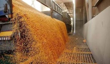 بفعل ضعف الطلب على الصادرات.. تراجع القمح والصويا والذرة في بورصة شيكاغو