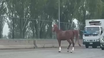 بالفيديو: حصان عكس السير... على الطريق! بالفيديو: حصان عكس السير... على الطريق!