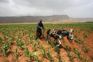 950 مليون شخص مهددون بانعدام الأمن الغذائي بحلول عام 2030 950 مليون شخص مهددون بانعدام الأمن الغذائي بحلول عام 2030