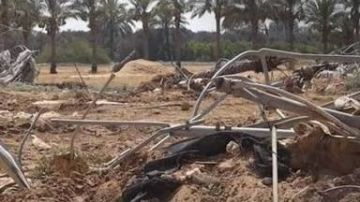 خسائر القطاع الزراعي في غزة تتجاوز 3.49 مليار دولار نتيجة العدوان الصهيوني خسائر القطاع الزراعي في غزة تتجاوز 3.49 مليار دولار نتيجة العدوان الصهيوني