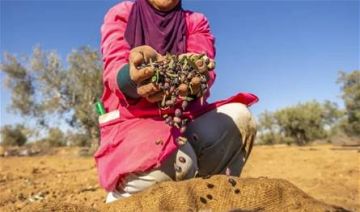 تونس تجني 1.6 مليار دولار من صادرات زيت الزيتون تونس تجني 1.6 مليار دولار من صادرات زيت الزيتون