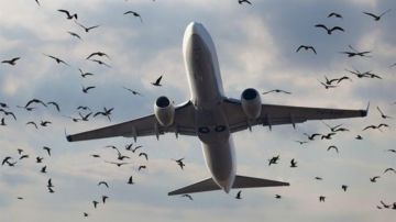 قريبا.. حل لإبعاد الطيور عن المطار قريبا.. حل لإبعاد الطيور عن المطار