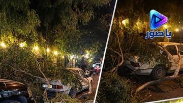 سقوط شجرة على سيارة قرب مقهى الحلبي في صور، ونجا عدد من الأشخاص كانوا في المقهى تحت الشجرة